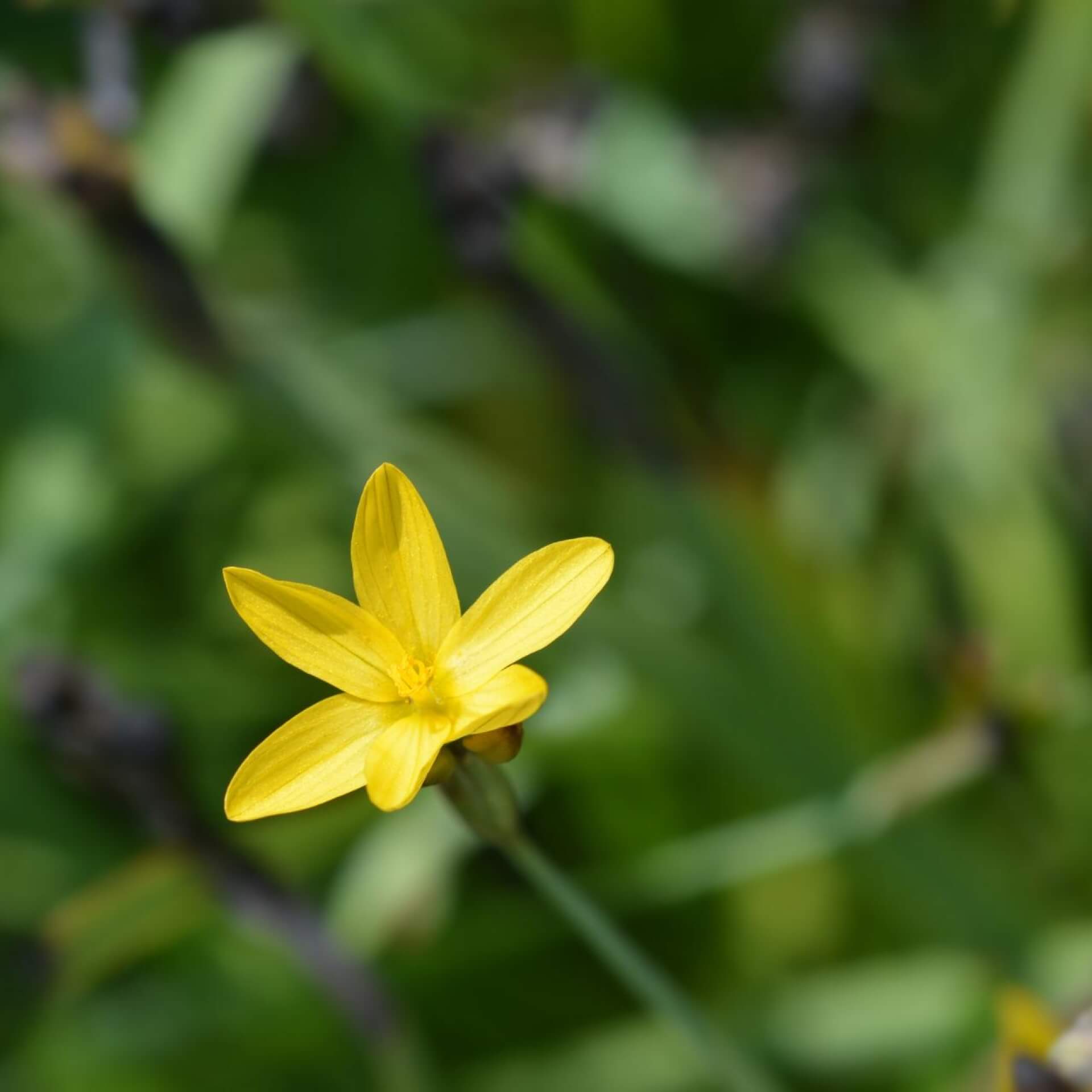 Kalifornische Binsenlilie (Sisyrinchium californicum)