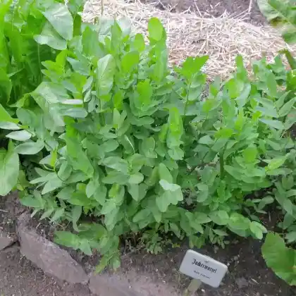 Foto von Zuckerwurzel (Sium sisarum)