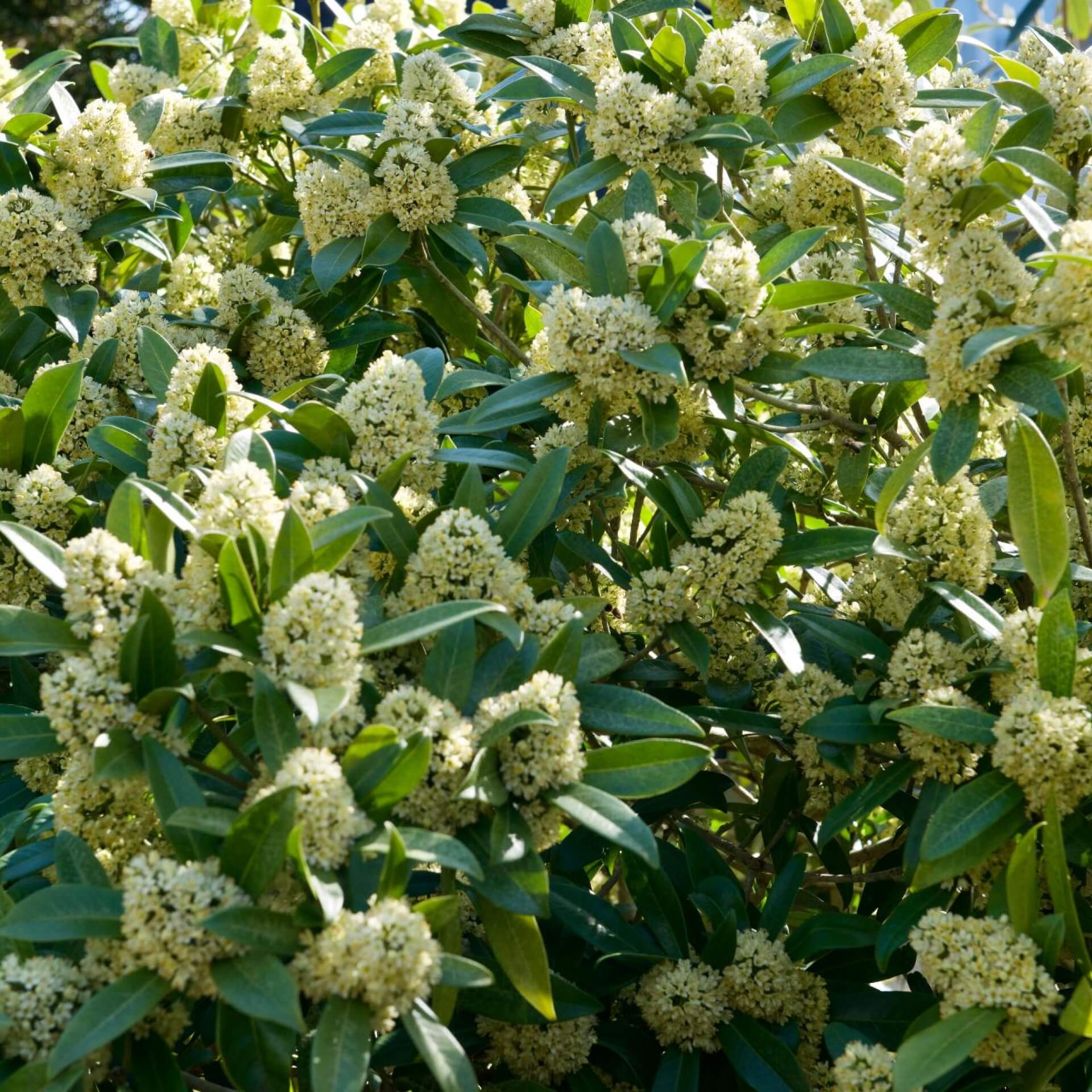 Japanische Skimmie (Skimmia japonica)