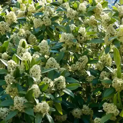 Foto von Japanische Skimmie (Skimmia japonica)