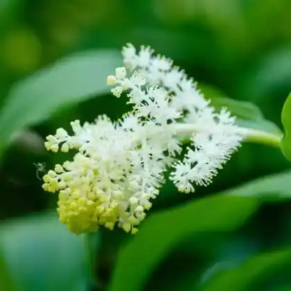 Foto von Schattenblümchen (Smilacina racemosa)