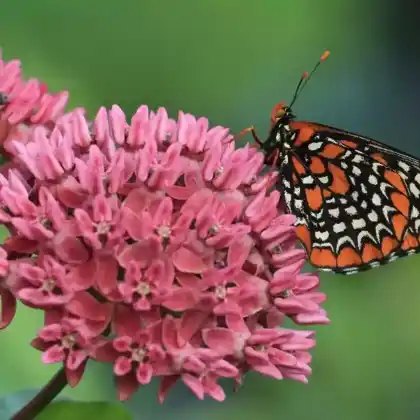 Foto von Purpur-Seidenpflanze (Asclepias purpurascens)