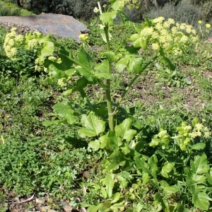 Smyrnium olusatrum