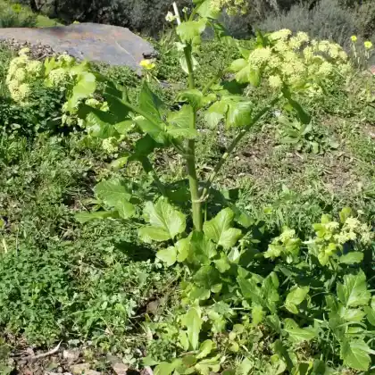 Foto von Pferdeeppich (Smyrnium olusatrum)