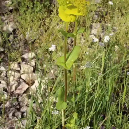 Foto von Stengelumfassende Gelbdolde (Smyrnium perfoliatum)