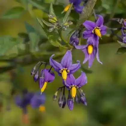 Foto von Bittersüßer Nachtschatten (Solanum dulcamara)
