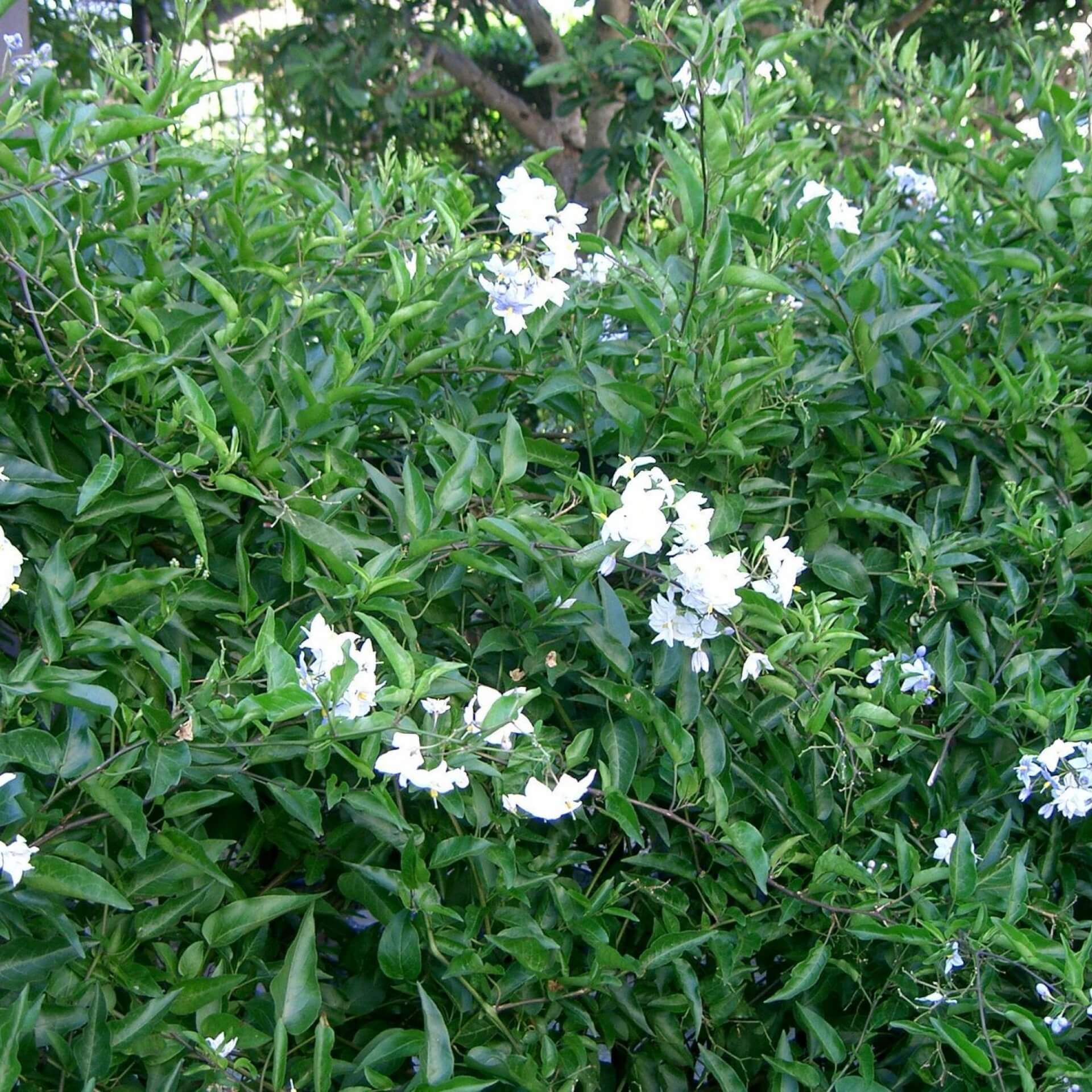 Jasminblütiger Nachtschatten (Solanum jasminoides)