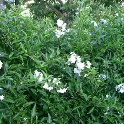 Foto von Jasminblütiger Nachtschatten (Solanum jasminoides)