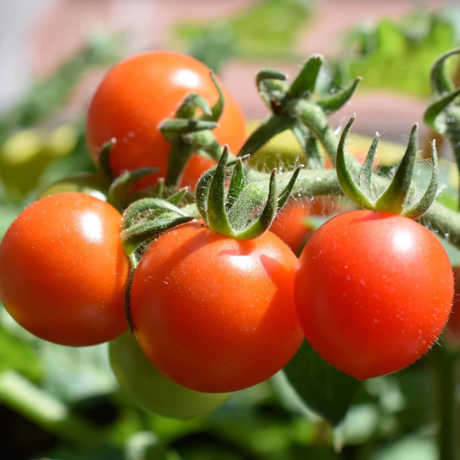 Tomate (Solanum lycopersicum)