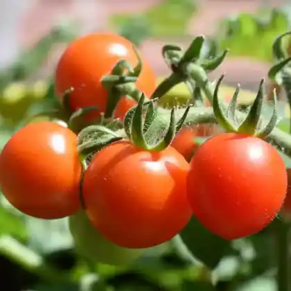 Foto von Tomate (Solanum lycopersicum)
