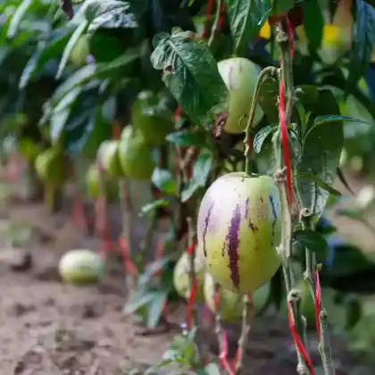 Foto von Pepino (Solanum muricatum)