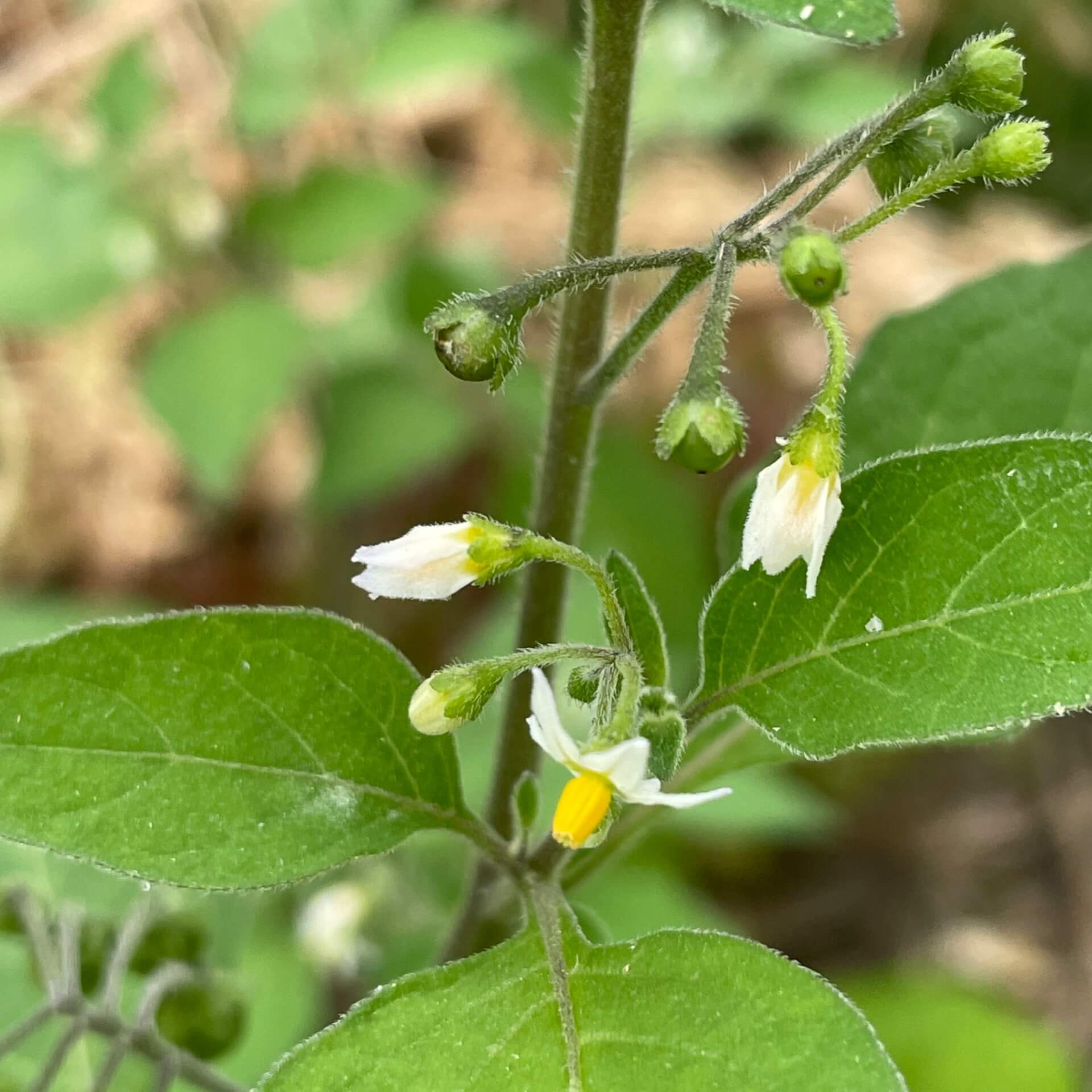 Schwarzer Nachtschatten (Solanum nigrum)