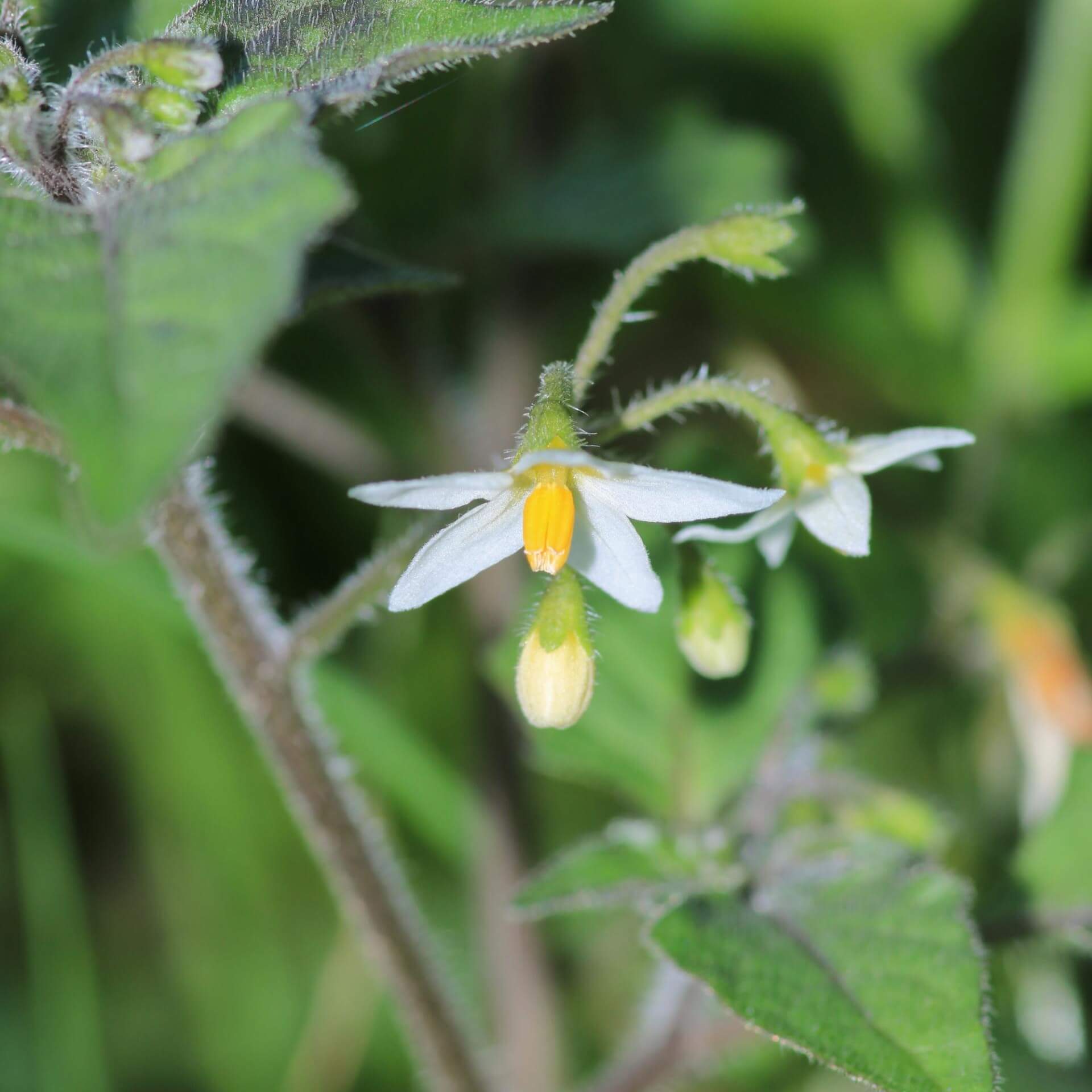 Argentinischer Nachtschatten (Solanum physalifolium)