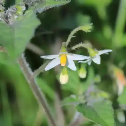Foto von Argentinischer Nachtschatten (Solanum physalifolium)