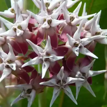 Foto von Schöne Seidenpflanze (Asclepias speciosa)