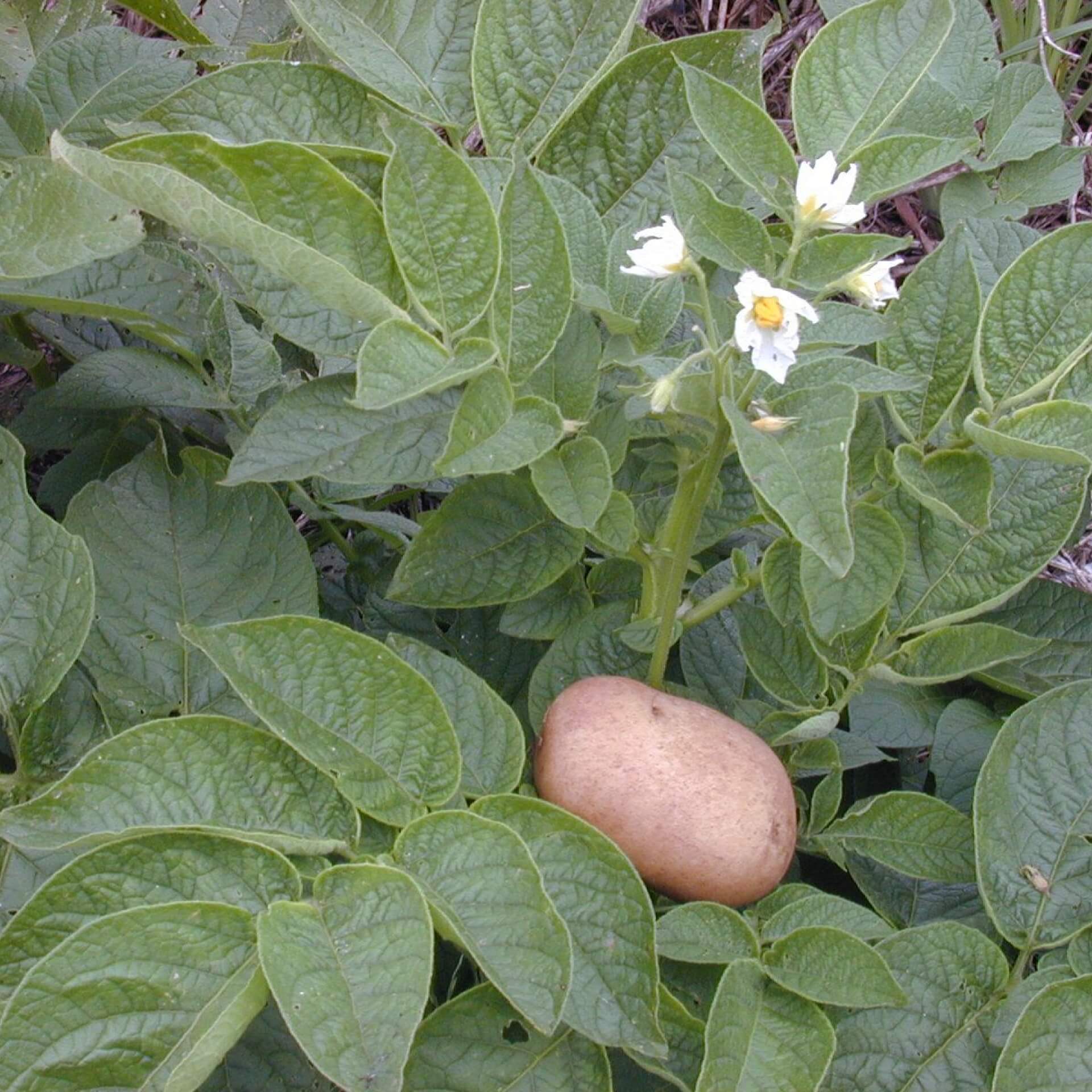 Kartoffel (Solanum tuberosum)