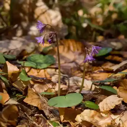 Foto von Wald-Soldanelle (Soldanella montana)