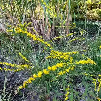 Foto von Goldbandrute (Solidago caesia)