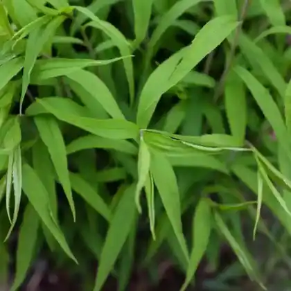 Foto von Goldbandrute 'Maryland' (Solidago caesia 'Maryland')