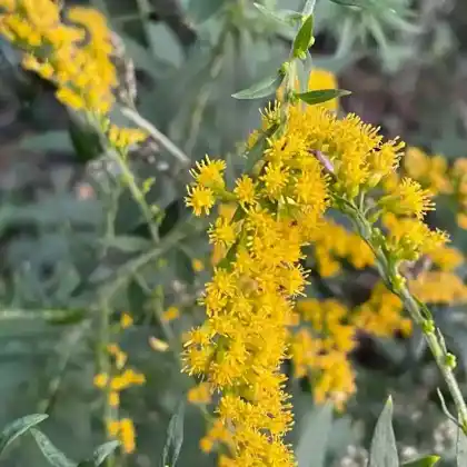 Foto von Kanadische Goldrute (Solidago canadensis)