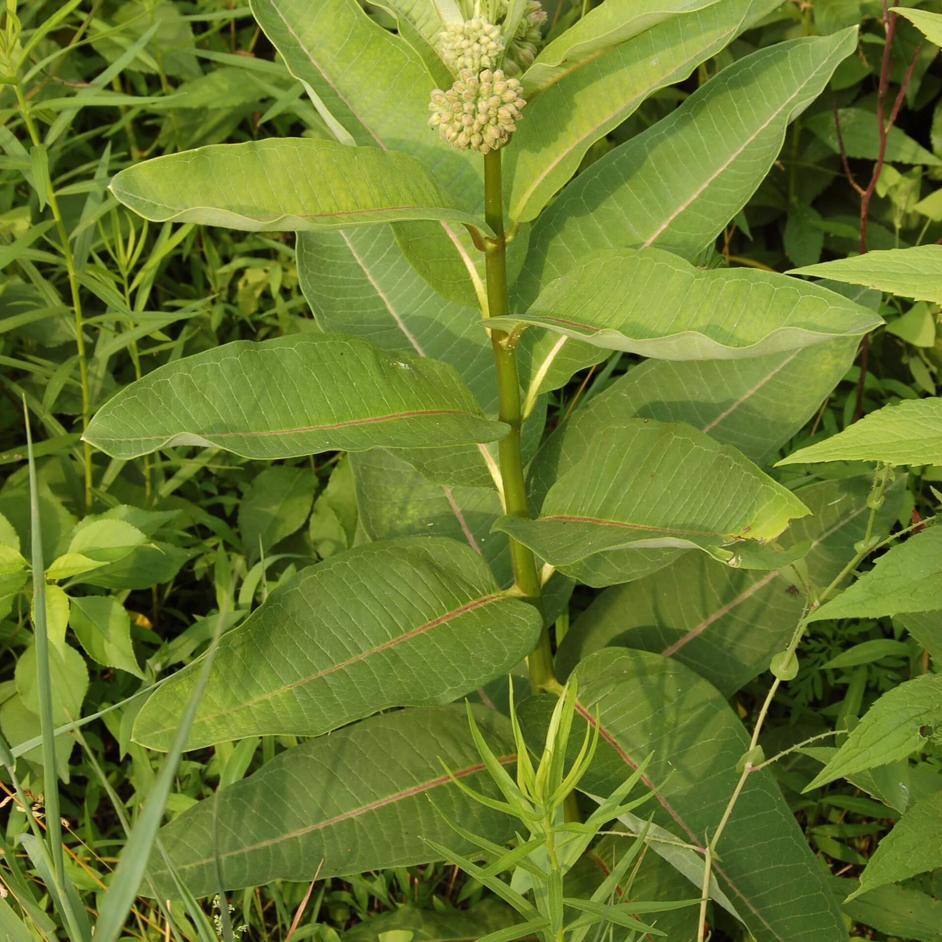 Gewöhnliche Seidenpflanze (Asclepias syriaca)