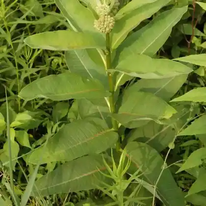 Foto von Gewöhnliche Seidenpflanze (Asclepias syriaca)