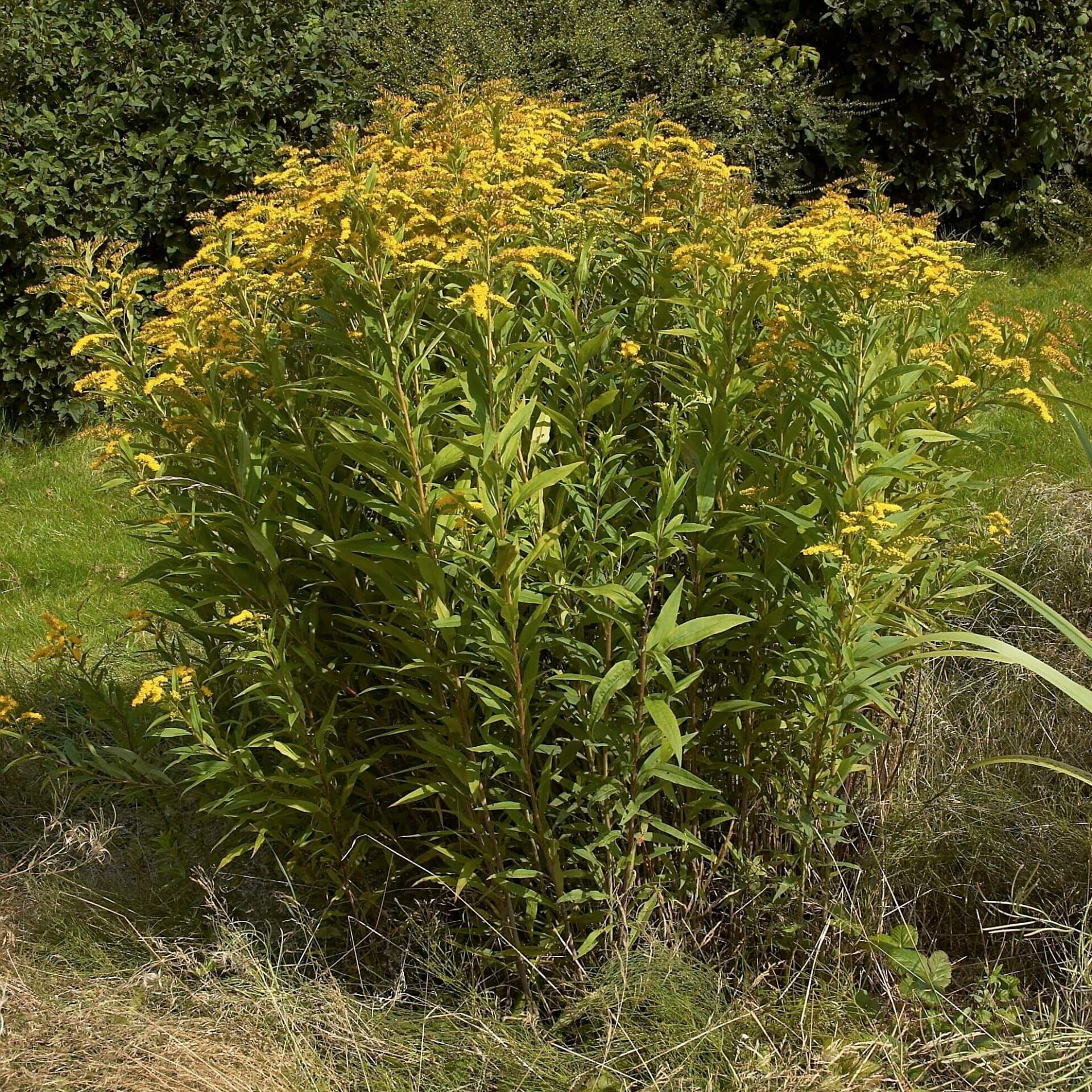 Riesen-Goldrute (Solidago gigantea)