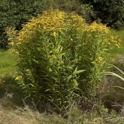 Foto von Riesen-Goldrute (Solidago gigantea)