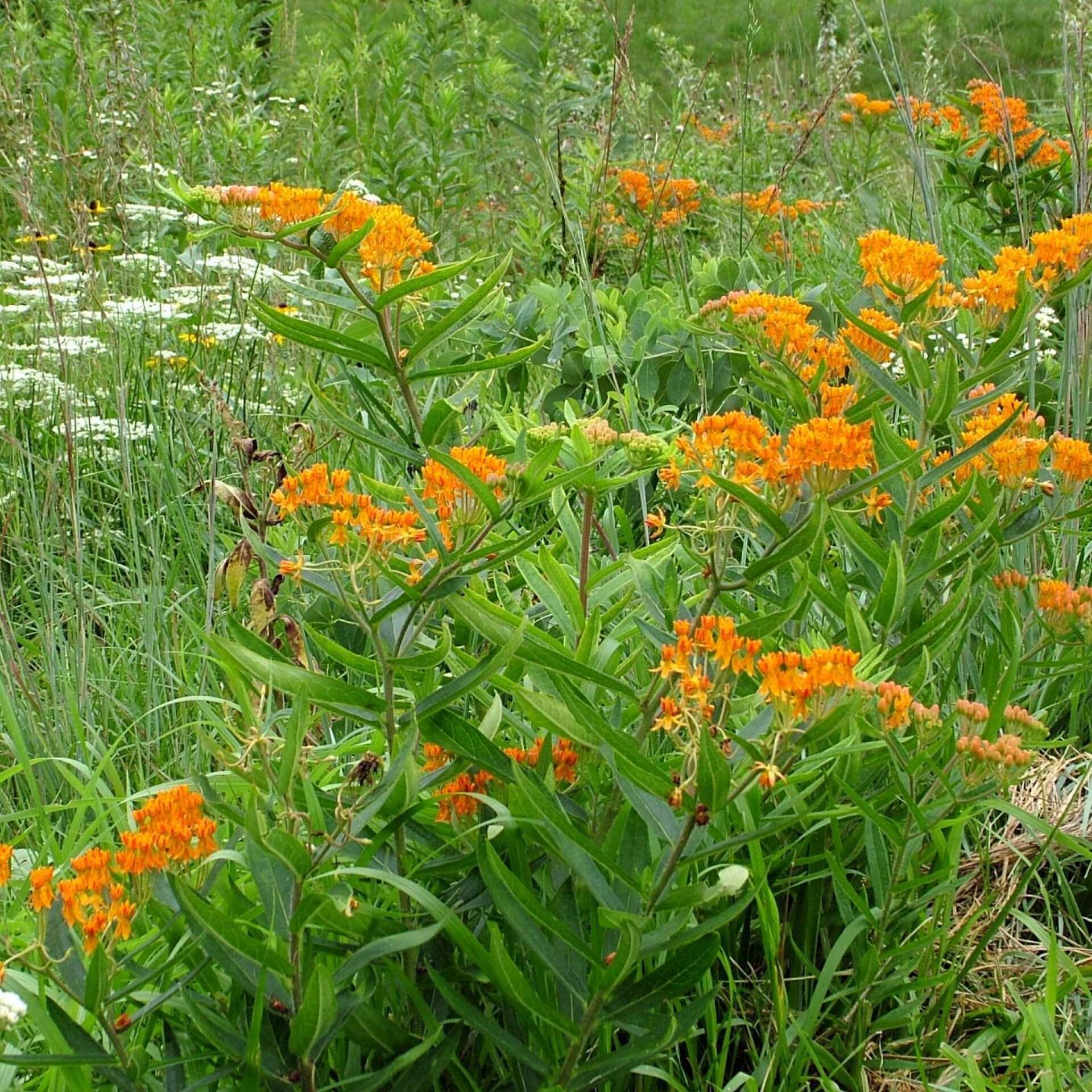 Knollige Seidenpflanze (Asclepias tuberosa)