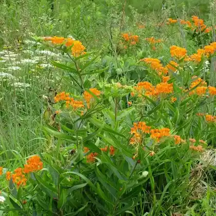 Foto von Knollige Seidenpflanze (Asclepias tuberosa)