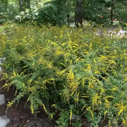 Foto von Rauhstängel-Goldrute 'Fireworks' (Solidago rugosa var. aspera 'Fireworks')