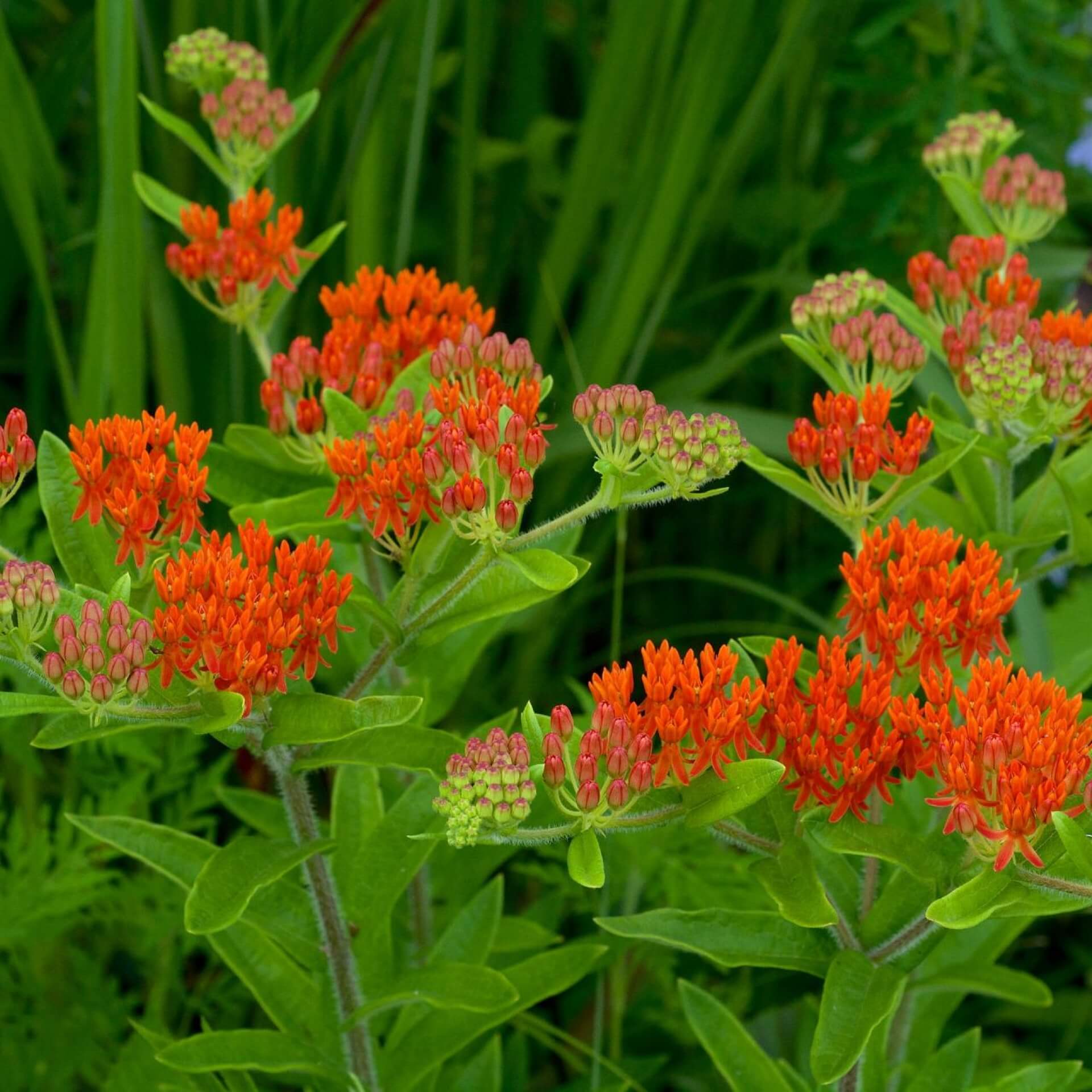 Knollige Seidenpflanze 'Interior' (Asclepias tuberosa 'Interior')