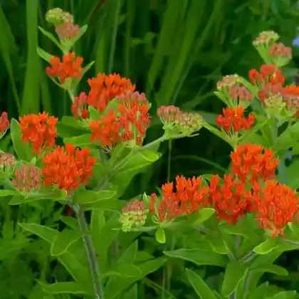 Foto von Knollige Seidenpflanze 'Interior' (Asclepias tuberosa 'Interior')
