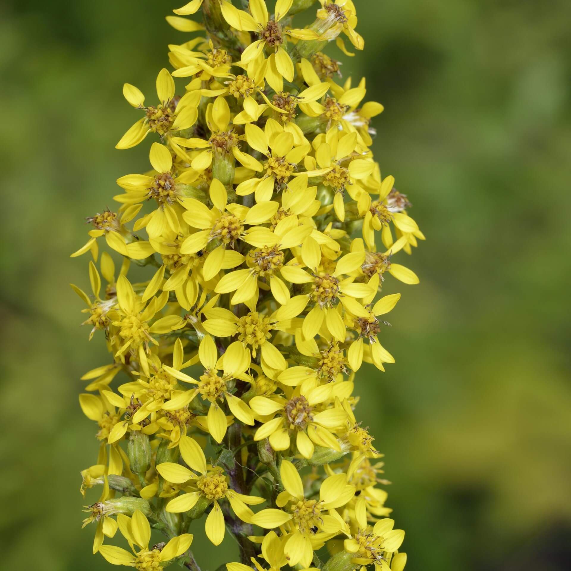 Gewöhnliche Goldrute (Solidago virgaurea)