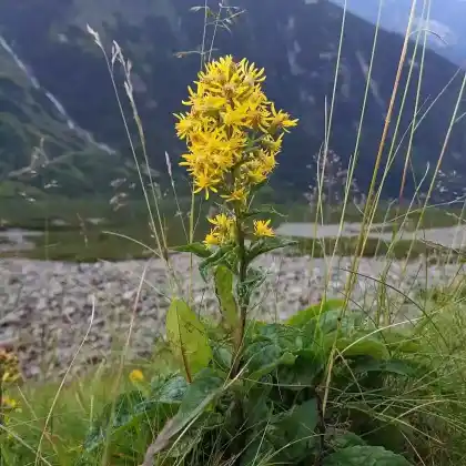 Foto von Zwergige Goldrute (Solidago virgaurea subsp. minuta)