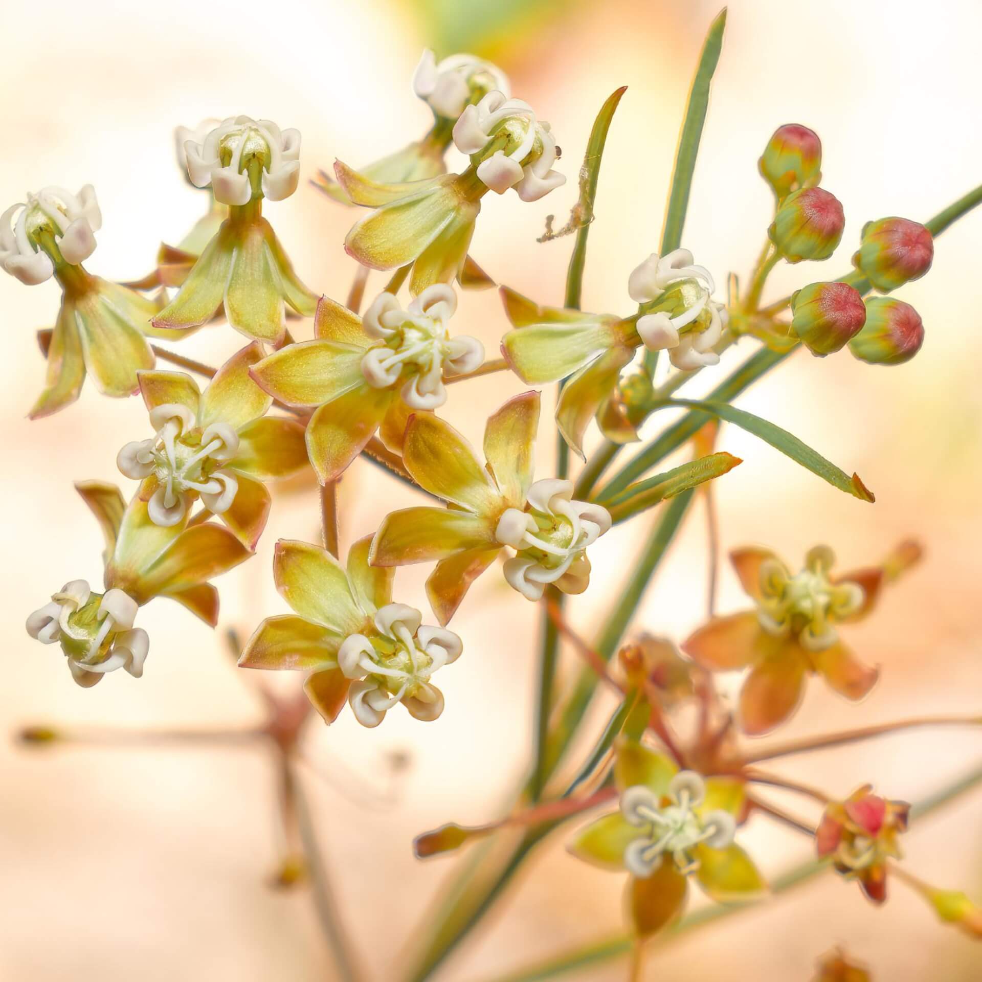 Quirlständige Seidenpflanze (Asclepias verticillata)