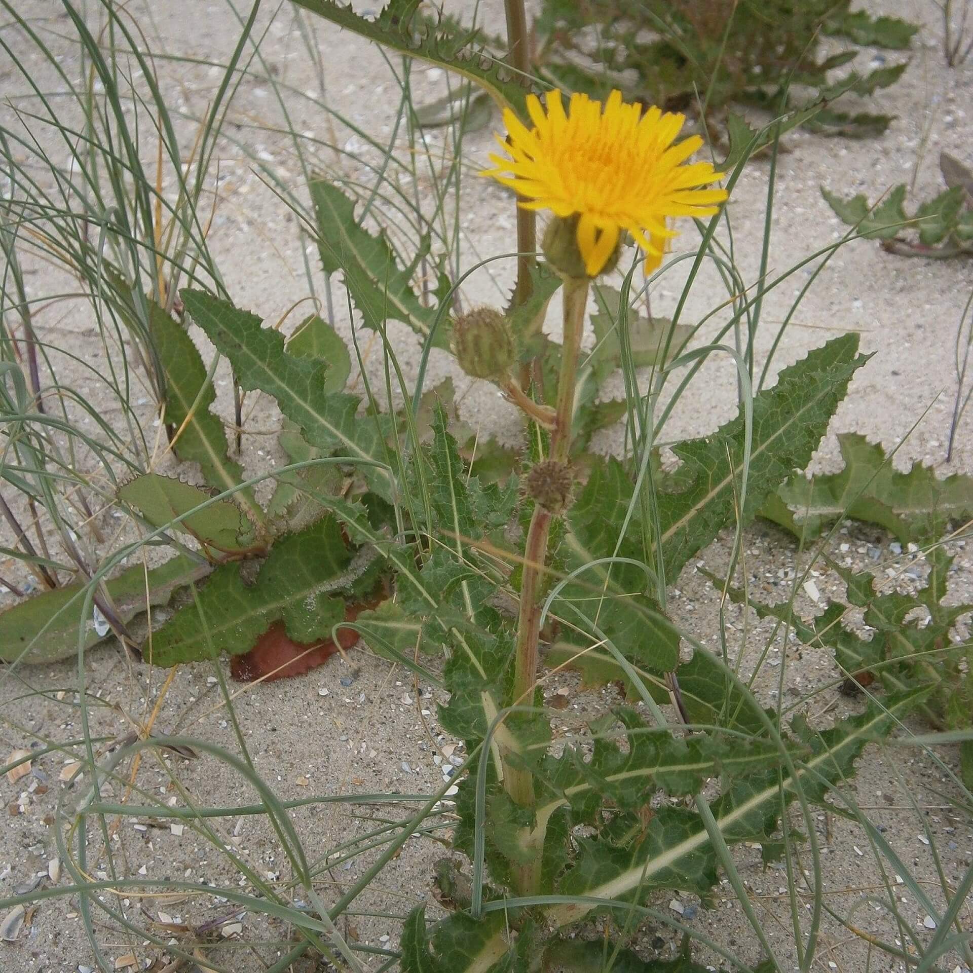 Acker-Gänsedistel (Sonchus arvensis)