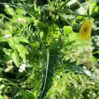 Foto von Raue Gänsedistel (Sonchus asper)