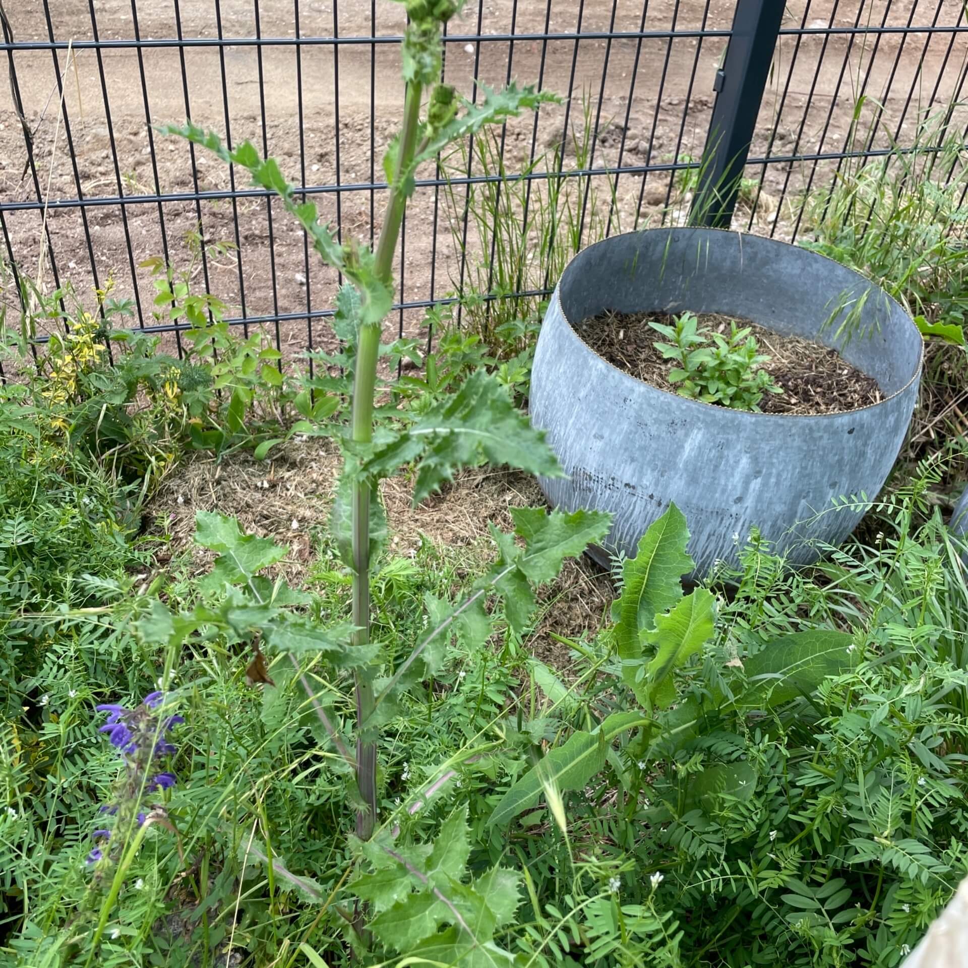 Raue Gänsedistel (Sonchus asper)