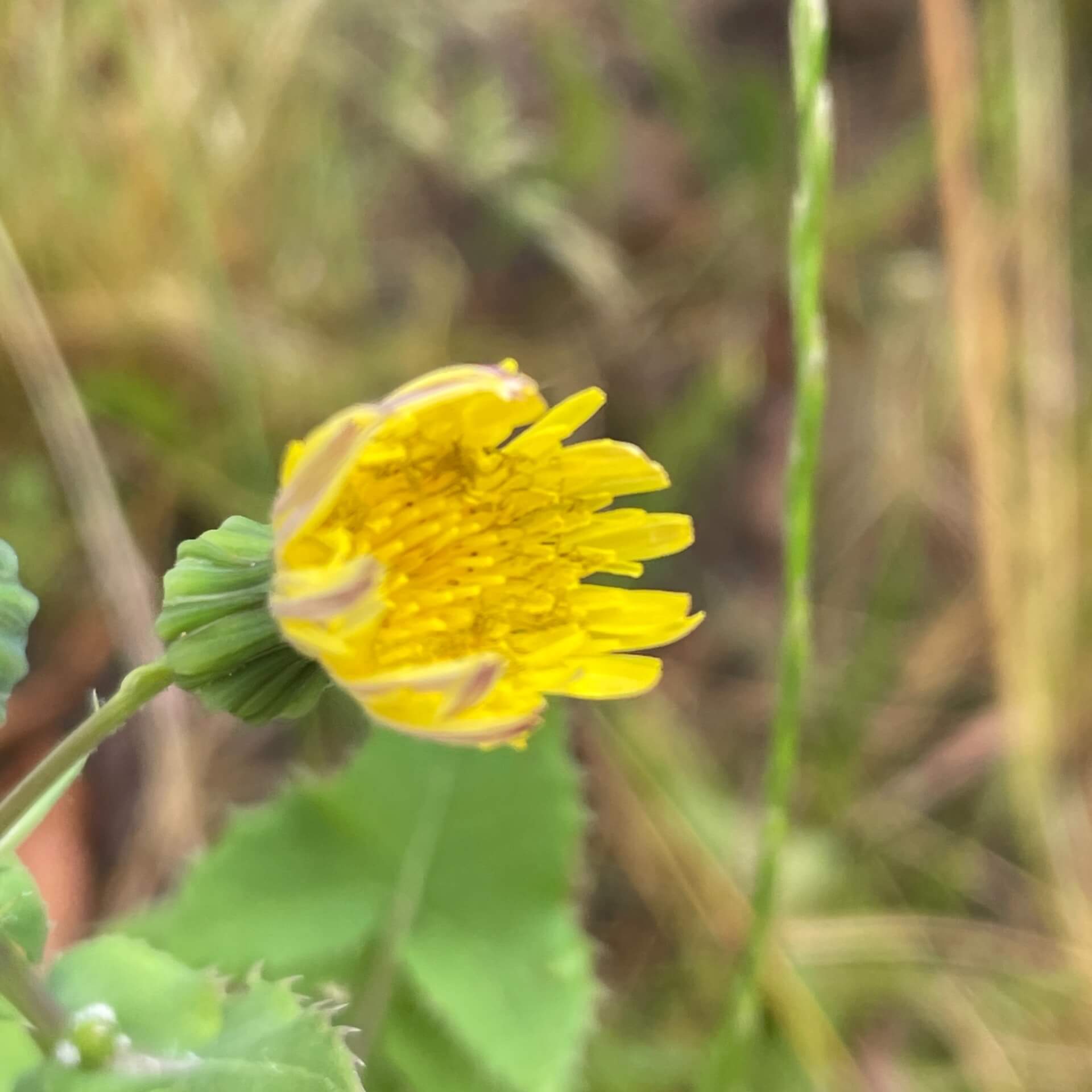 Kohl-Gänsedistel (Sonchus oleraceus)