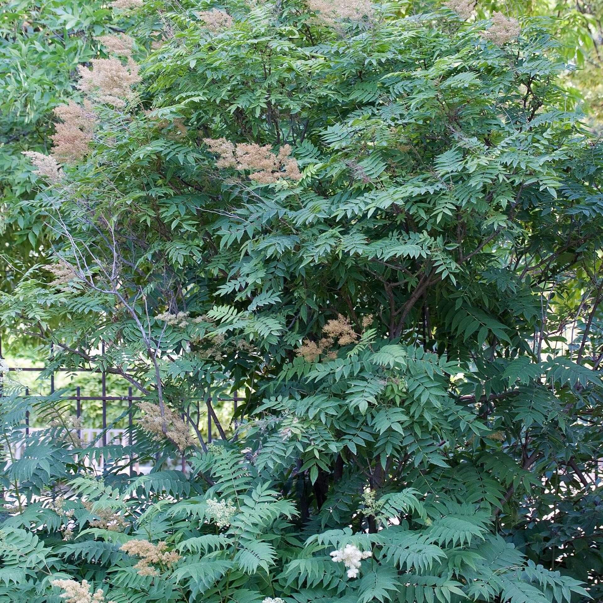 Ebereschen-Fiederspiere (Sorbaria sorbifolia)