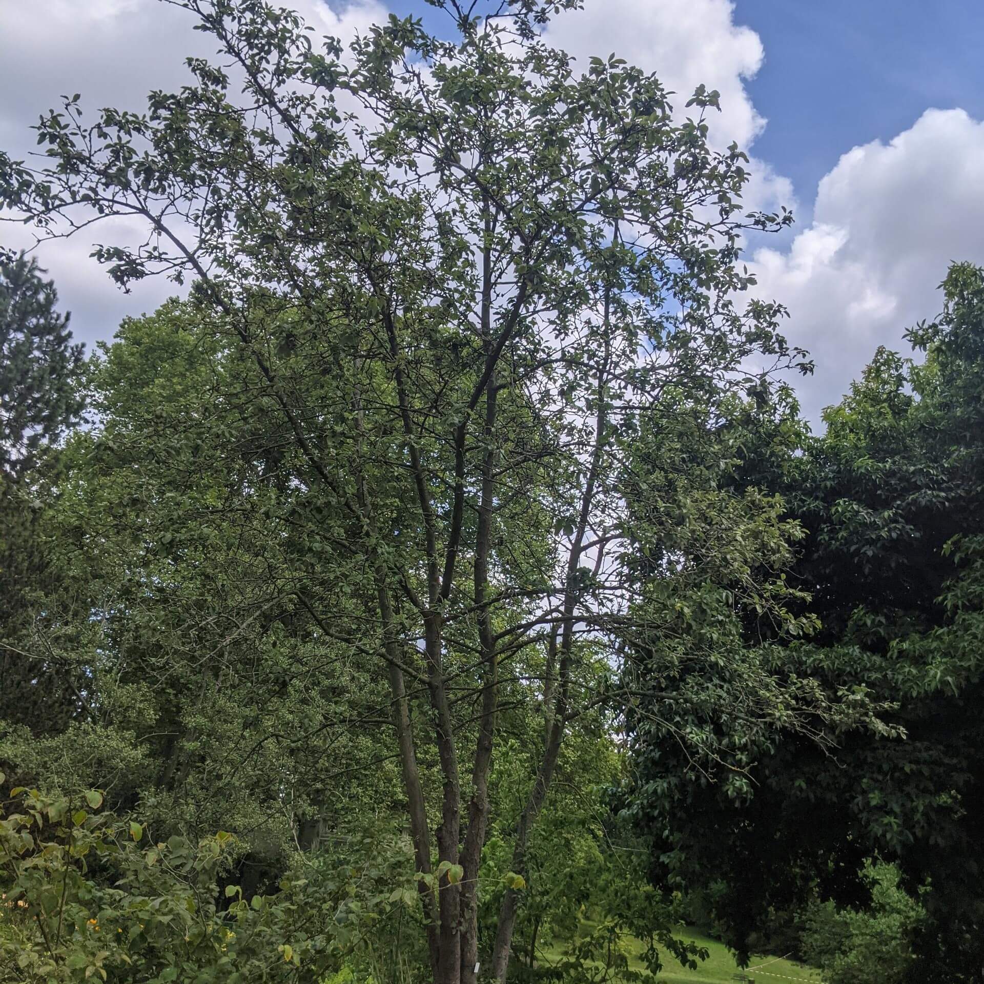 Bollweiler Birne (Sorbopyrus auricularis)