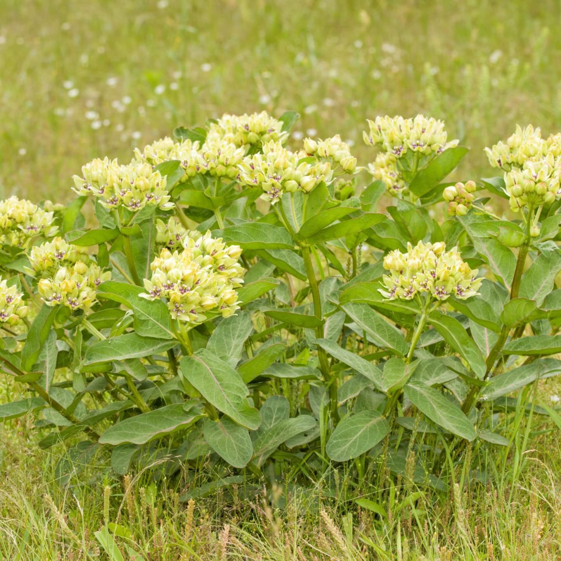 Grünliche Seidenpflanze (Asclepias viridis)