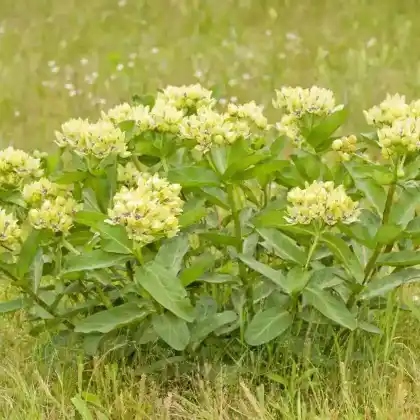 Foto von Grünliche Seidenpflanze (Asclepias viridis)