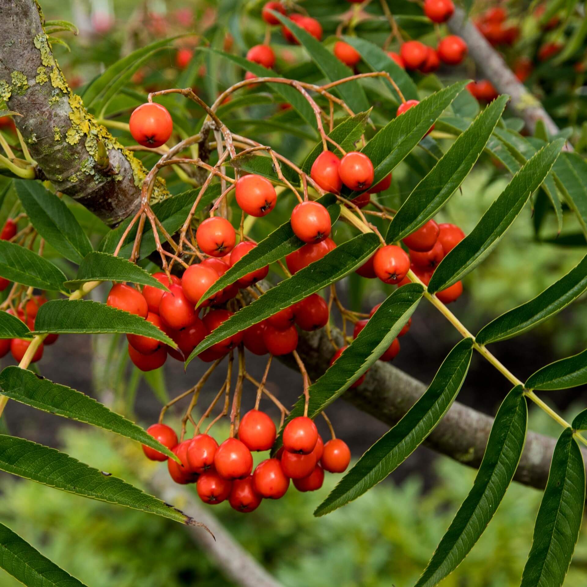 Mehlbeere 'Dodong' (Sorbus 'Dodong')