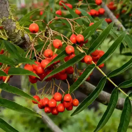 Foto von Mehlbeere 'Dodong' (Sorbus 'Dodong')