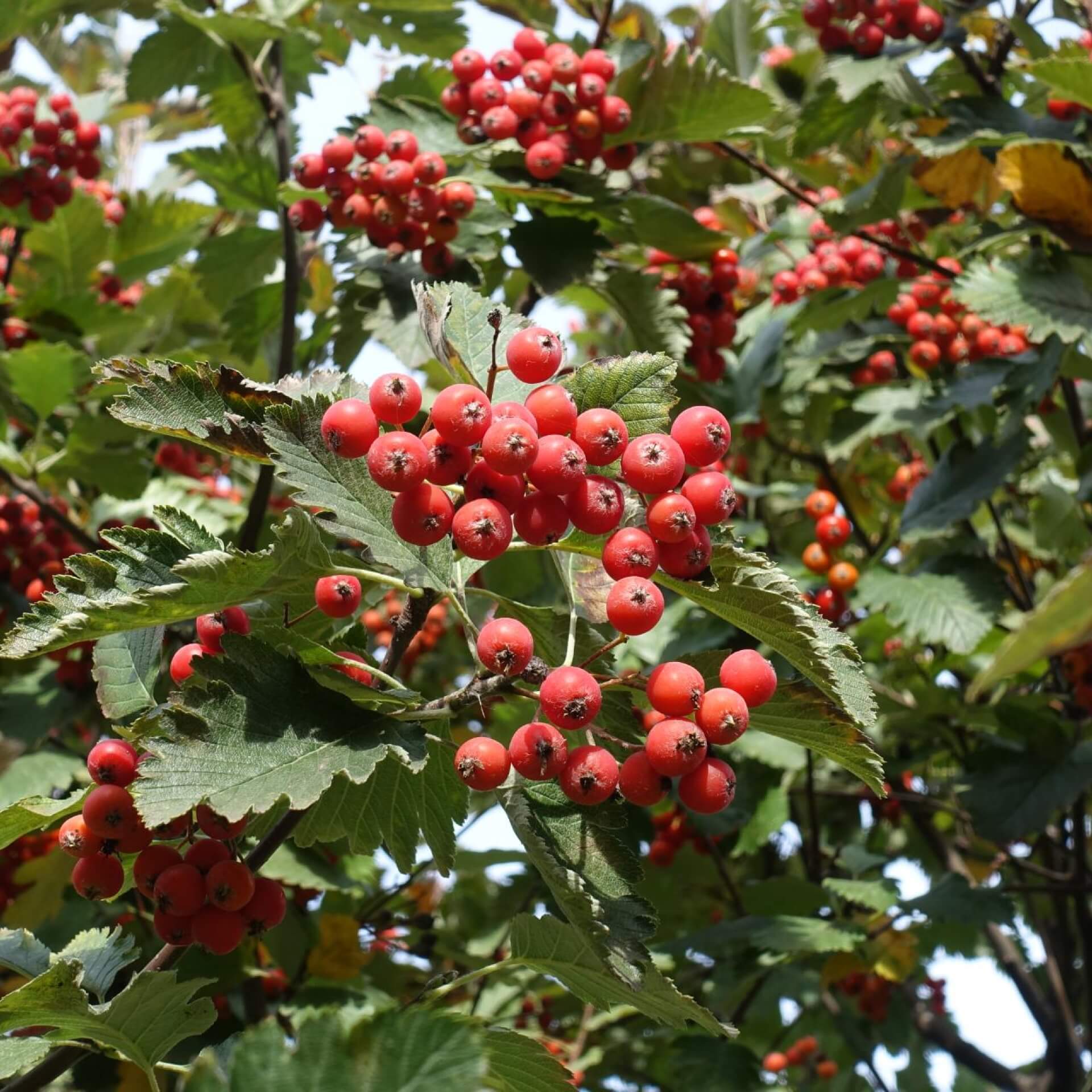 Mehlbeere (Sorbus aria)