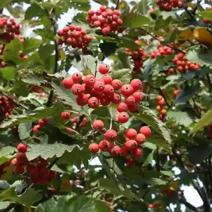 Foto von Mehlbeere (Sorbus aria)