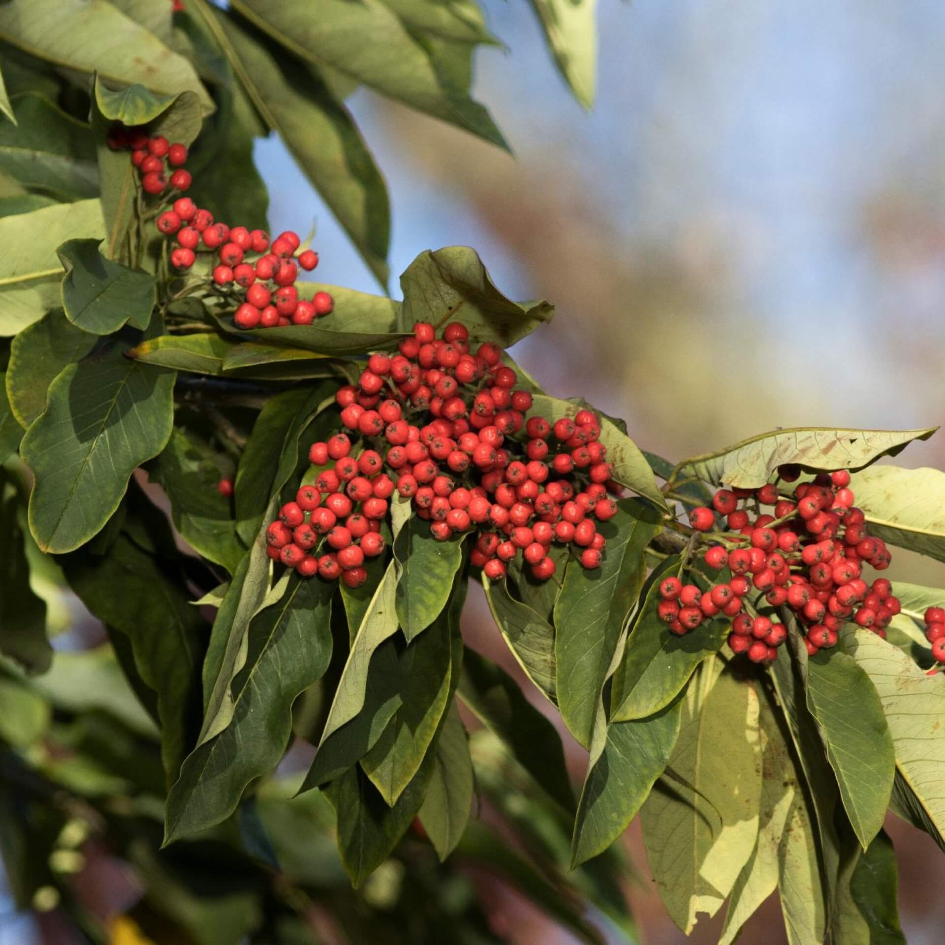 Mehlbeere 'Majestica' (Sorbus aria 'Majestica')