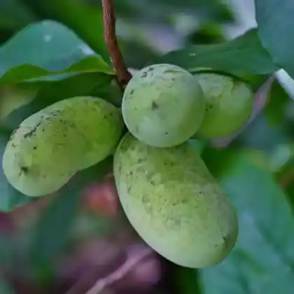 Foto von Indianerbanane (Asimina triloba)